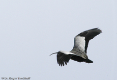 Schwarzzügelibis (8 von 15).jpg